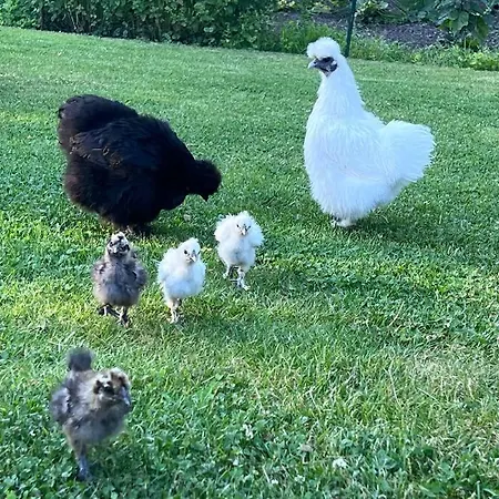 Hof-idyll Mit Fasssauna / Spielplatz Fuer Kids